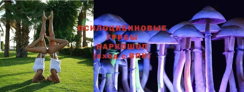 даркнет какой сайт  Кострома  OMG вход  Галлюциногенные грибы Psilocybe  купить  